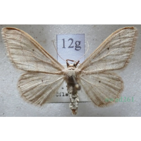 Idaea straminata (Borkhausen, 1794) Krocznik niezdobiak Czech12g